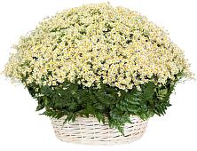 Цветочная композиция из Ромашки в корзине #REPLACE_PRED# Лысые Горы